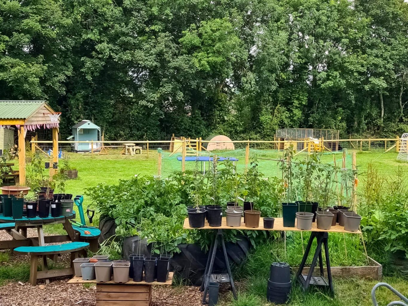 Woodstock gardening area with potted plants and a field in the background.