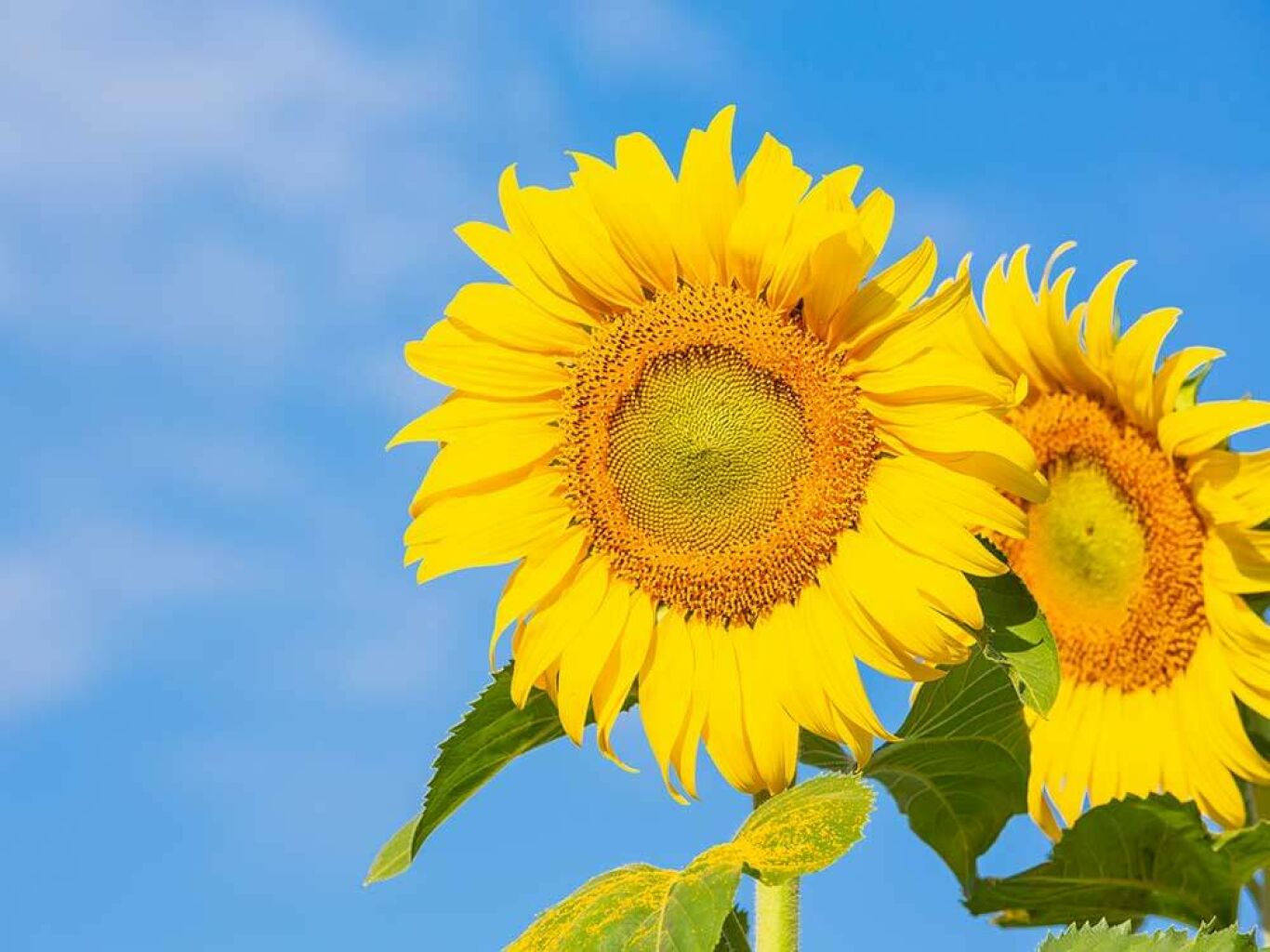 Bright yellow sunflower with bright blue sky.