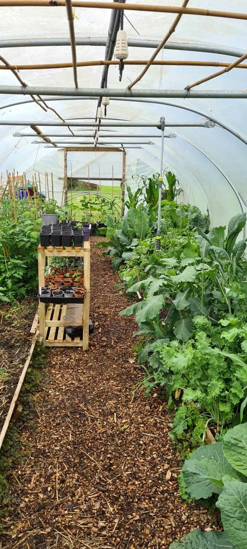 Inside a greenhouse with lots of vegetables and plants.