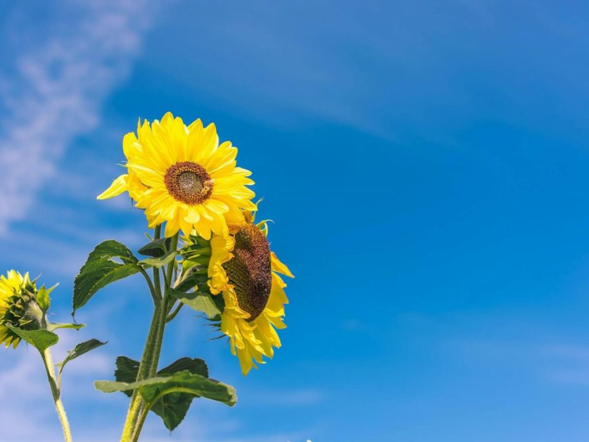 Close up of three sunflowers with blue sky in background.